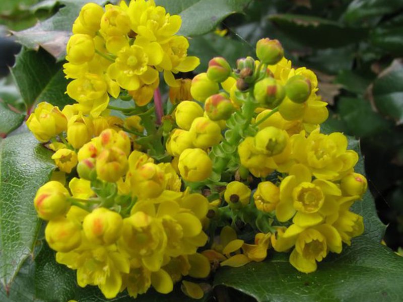 Mahonia božikovina - zimzeleni grm Mahonija grmlja