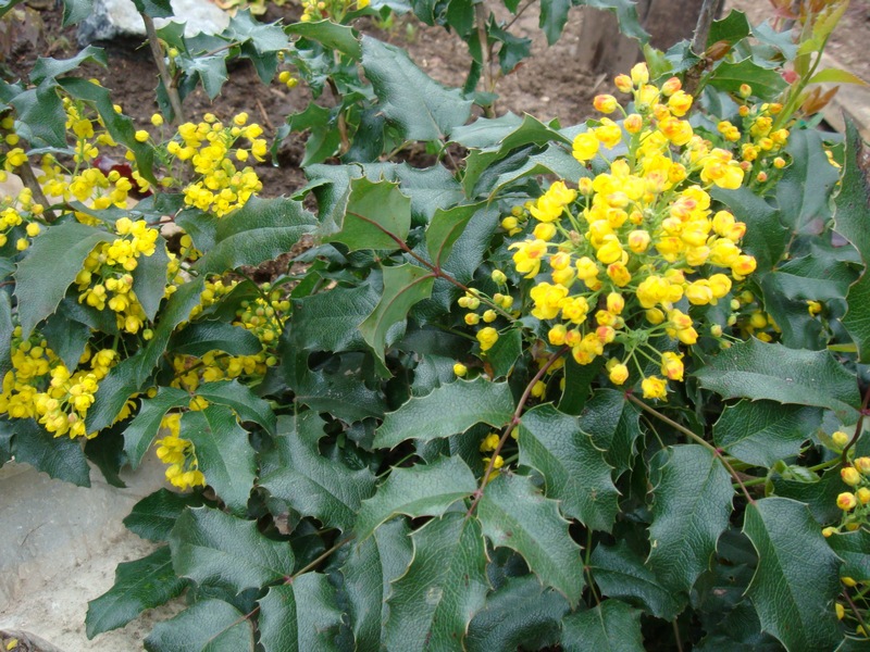 Kako raste Mahonia Njega grma mahonije
