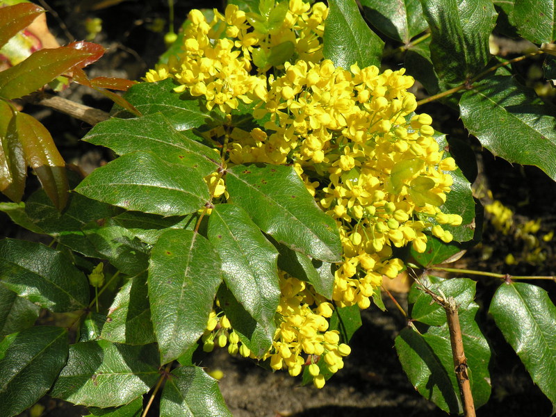 Cvjetajuća mahonija Mahonia i njezina briga
