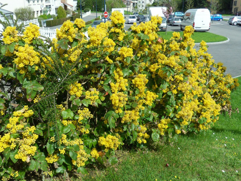 Mahonia božikovina u jesen Jesenski grm mahonije