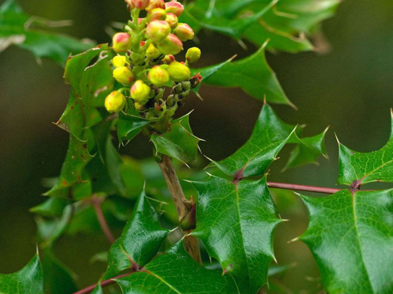 Opis biljke mahonije Opis biljke Mahonia