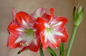 Hippeastrum i amarilis