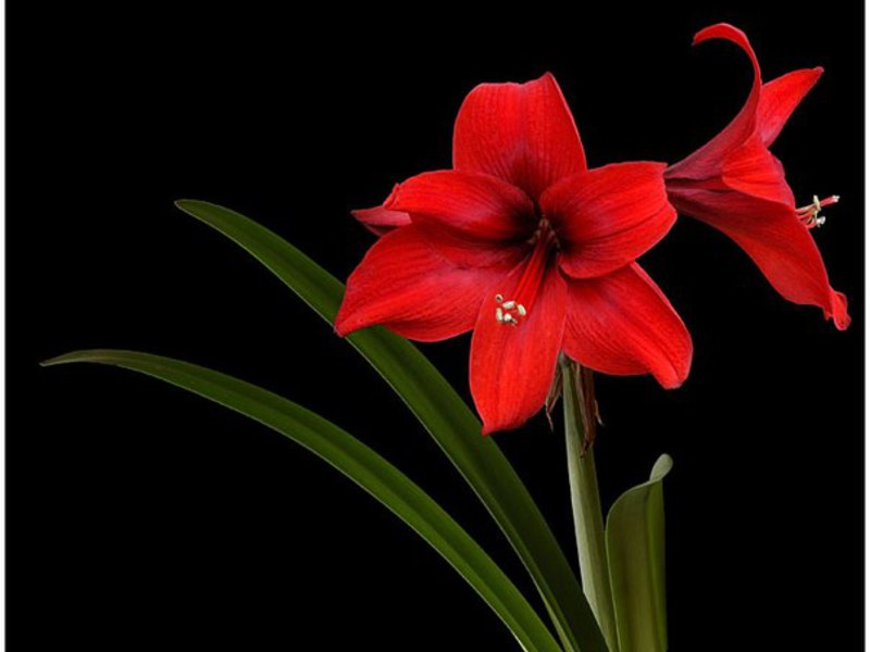 Hippeastrum i amarilis Amaryllis, za razliku od hippeastruma, baca lišće tijekom cvatnje