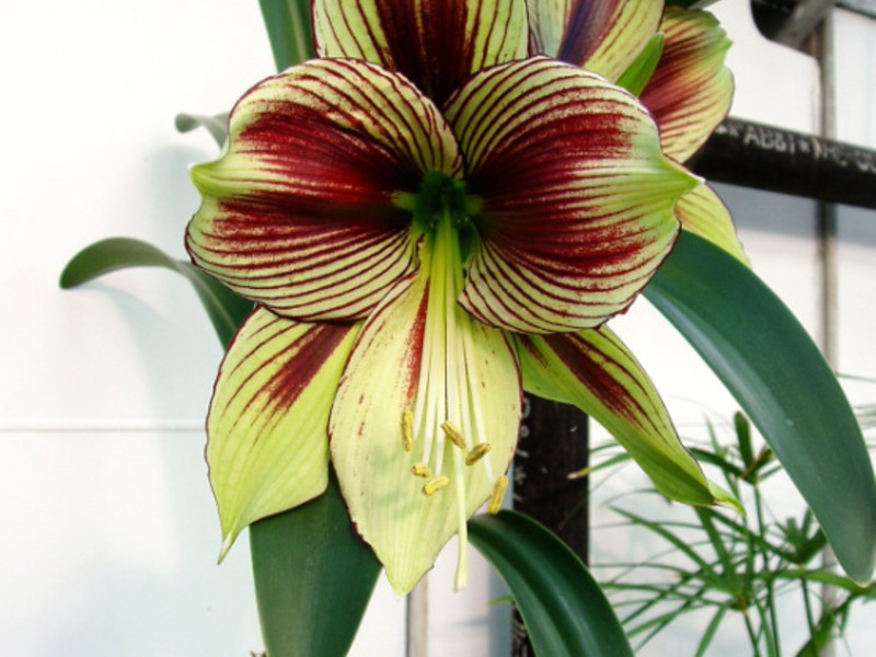 Hippeastrum se često miješa s amarilisom Hippeastrum i amarilis