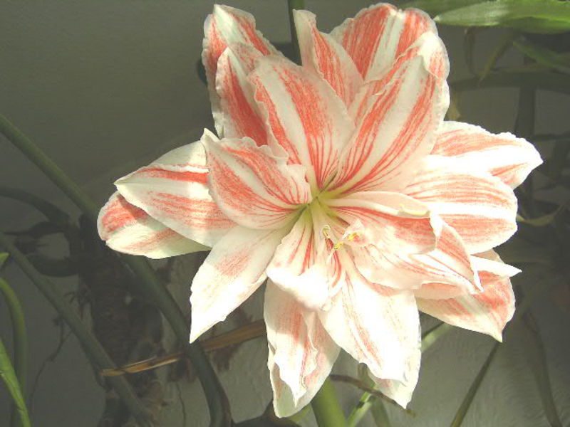 Hippeastrum i amarilis Kako se brinuti za hippeastrum