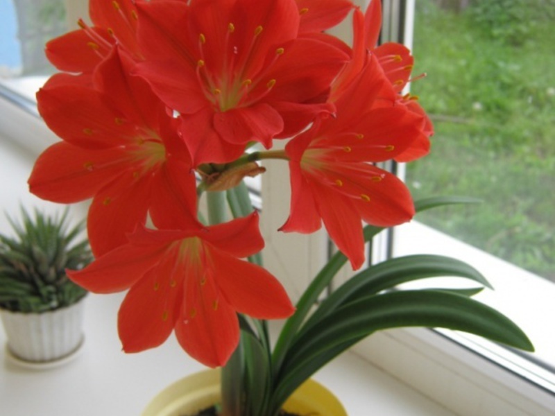 Njega cvijeća Koja je razlika između biljnih sorti Hippeastrum i amarilisa