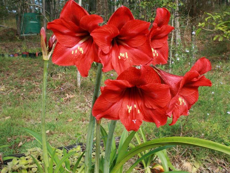 Koja je razlika između sorti amarilisa Kako razlikovati Hippeastrum od amarilisa