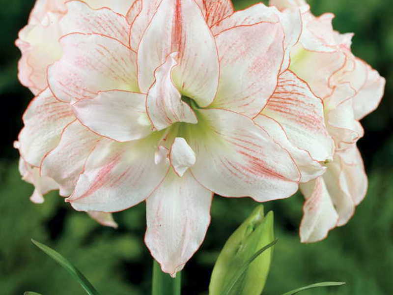 Kako uzgajati hippeastrum Kako se pravilno brinuti za cvijet