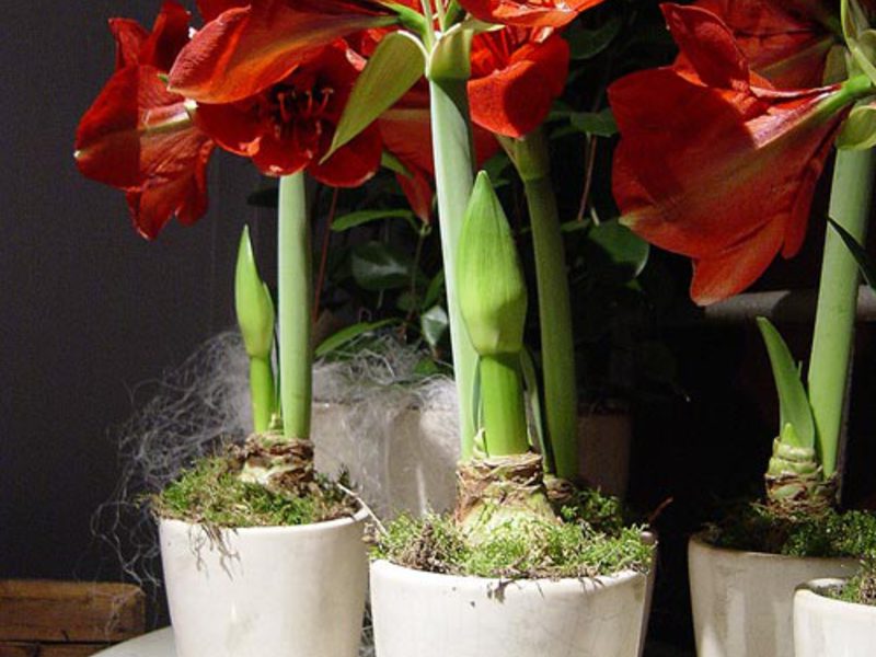 Hippeastrum i amarilis U što saditi amarilis