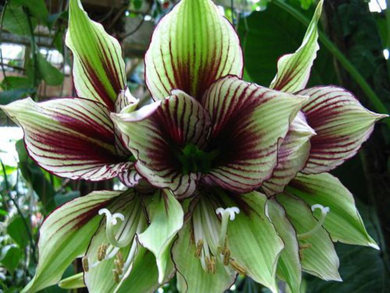 Cvijet hippeastruma Cvatući hippeastrum