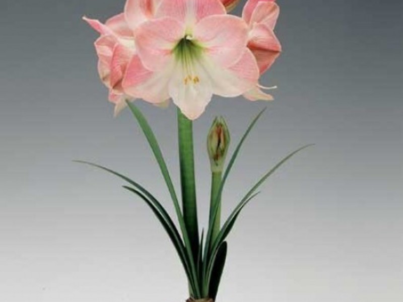 Razlika između hipeastruma i amarilisa Opis biljke hippeastrum