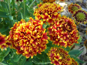 Solarna Gaillardia