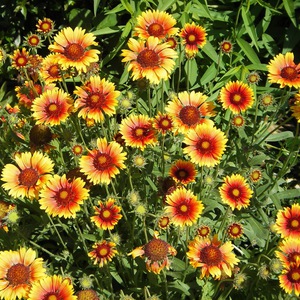 Raznolikost cvijeta Gaillardia