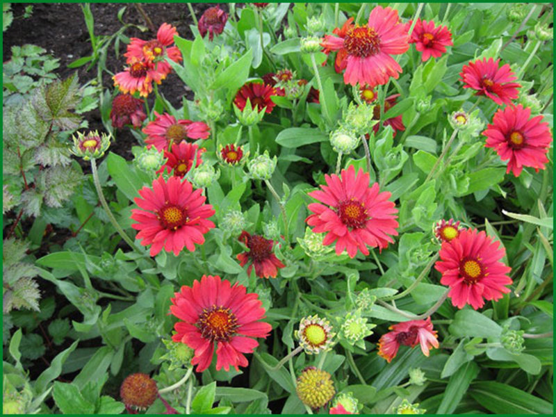 Gaillardia višegodišnja Gaillardia Afrodita