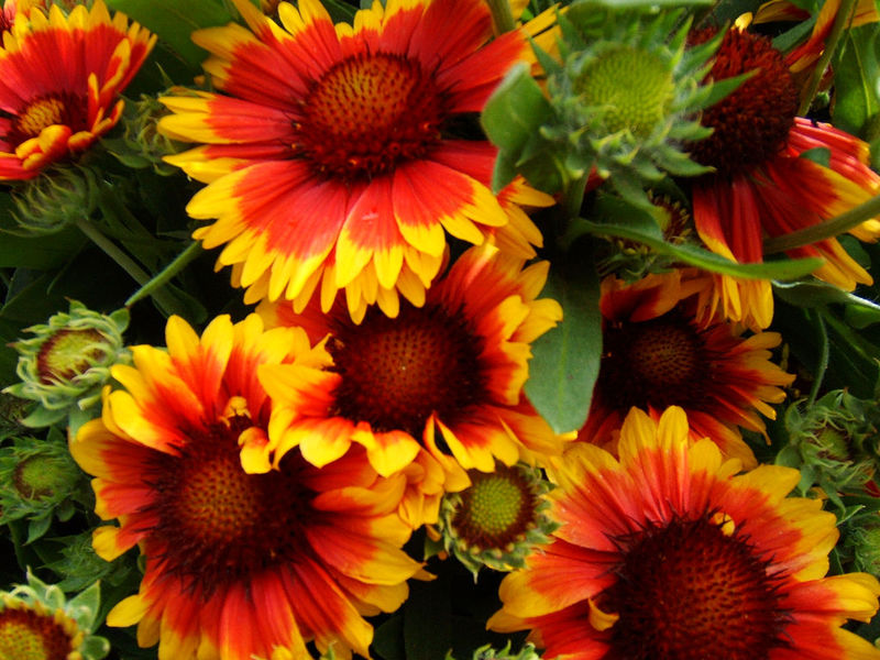 Gaillardia spinozna Ono što Gaillardia voli