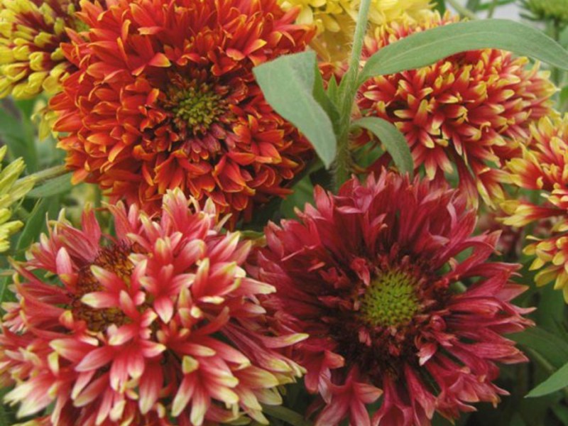 Gaillardia višegodišnja Značajke cvijeta Gaillardia
