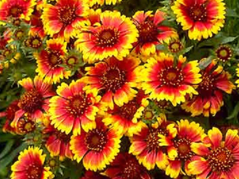 Gaillardia prekrasna sunčana Kako se brinuti za Gaillardiju