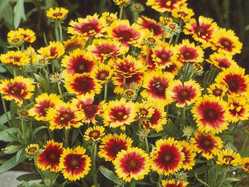 Njega cvijeta Gaillardia Solarni cvijet Gaillardia
