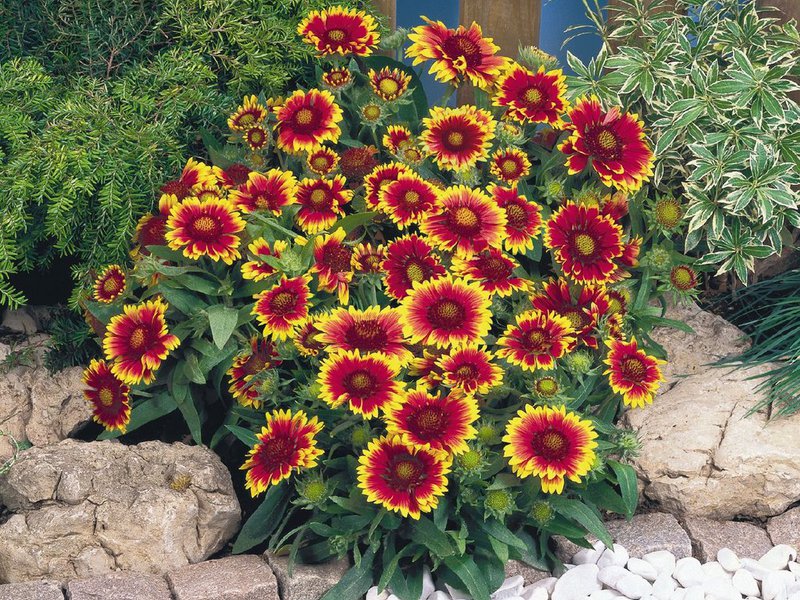 Sadnja cvijeta Gaillardia Kako izgleda Gaillardia