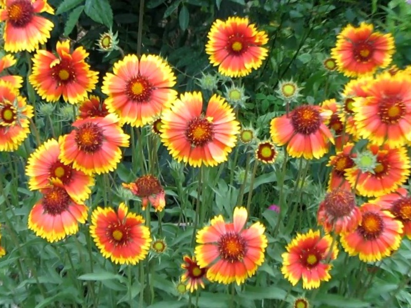 Gaillardia višegodišnja Godišnja Gaillardia