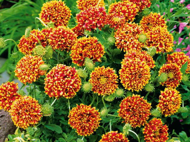 Gaillardia Afrodita Gaillardia cvjetovi