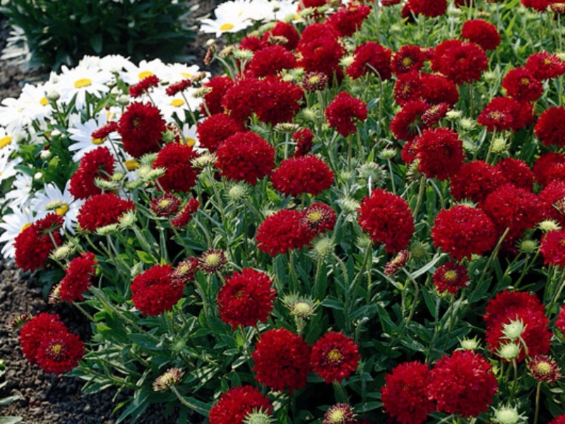 Gaillardia Arizona Njega cvijeta Gaillardia