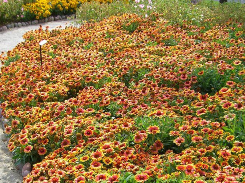 Gaillardia - šareni gost u vrtu Kako se koristi biljka Gaillardia