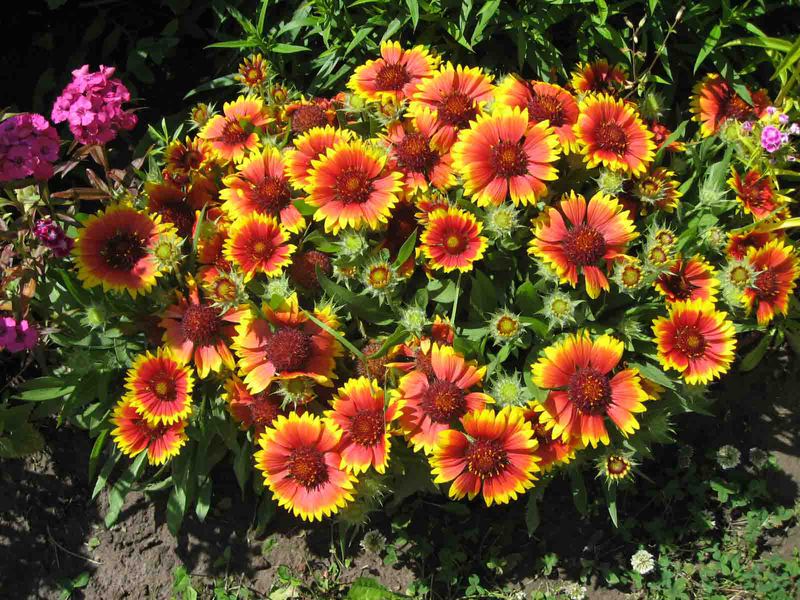 Gaillardia je prekrasna Mjesto za sadnju Gaillardia