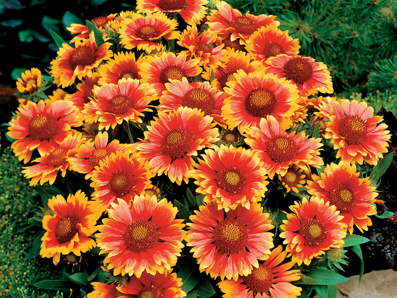 Gaillardia spinozna Sadnja cvijeta Gaillardia