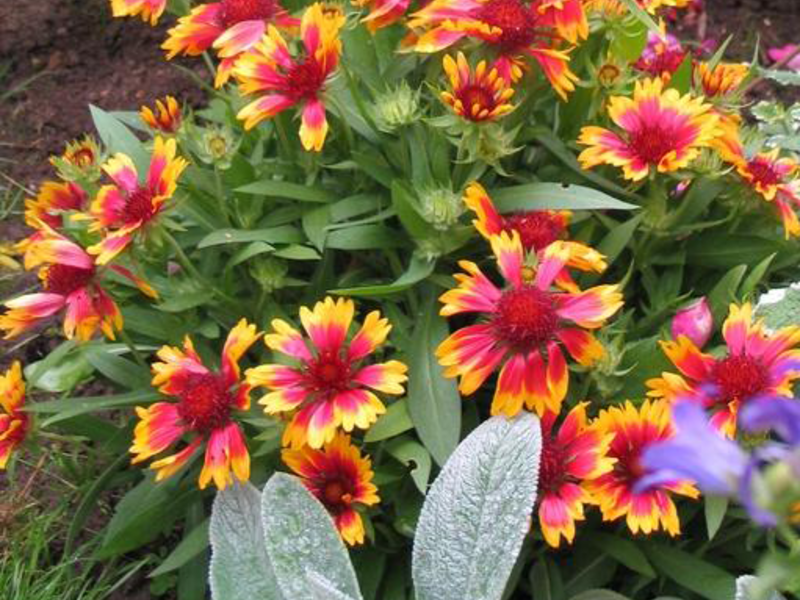 Gaillardia višegodišnja Gaillardia je prekrasna
