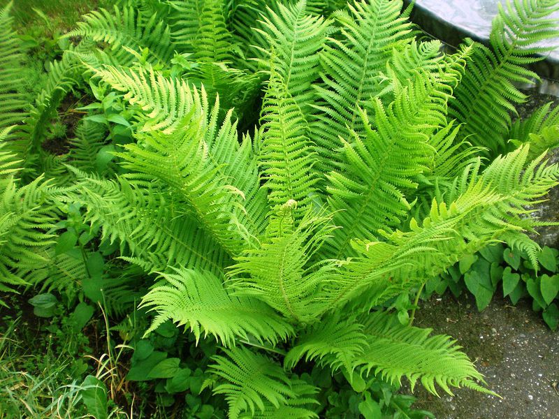 Kako izgleda bracken paprat? Prepoznatljiva vanjska svojstva obične mješavine