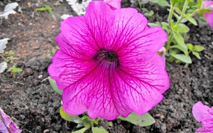 Ukrasna biljka iz porodice Solanaceae