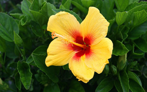 Kako razmnožavati hibiskus kod kuće