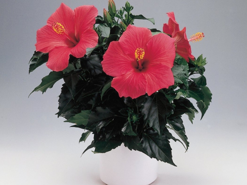 Hibiskus u loncu Drugi naziv hibiskusa