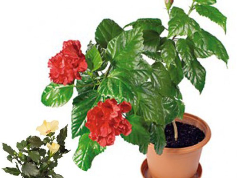 Hibiskus u stanu Koji je drugi naziv za hibiskus