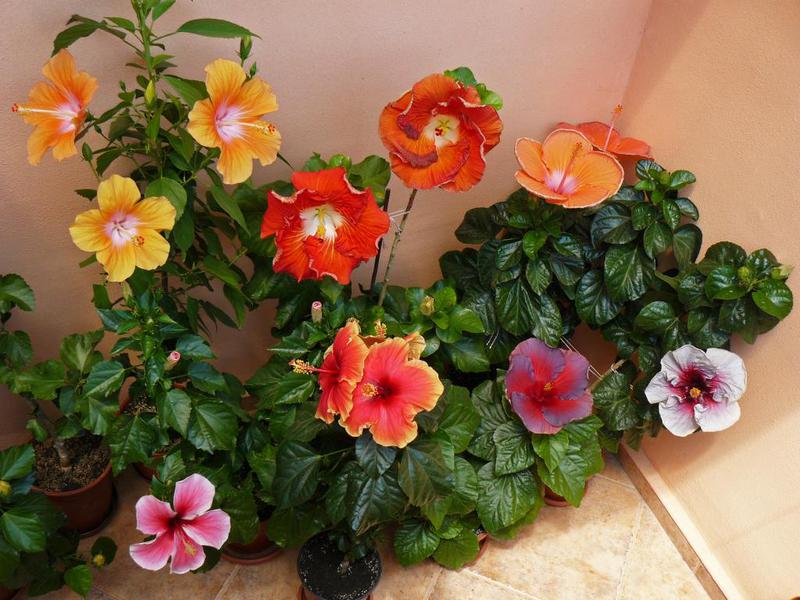 Njega cvijeća u zatvorenom Razdoblje cvatnje hibiskusa