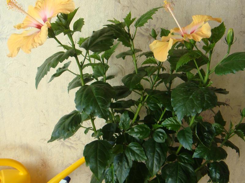 Kako hibiskus cvjeta Kako natjerati hibiskus da cvjeta