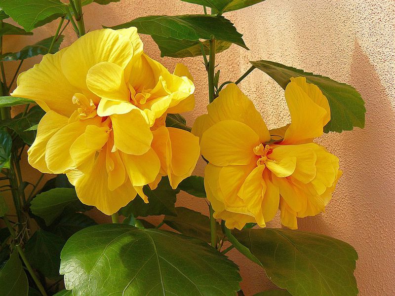 Kako pravilno brinuti o sobnom hibiskusu Pravila za njegu hibiskusa