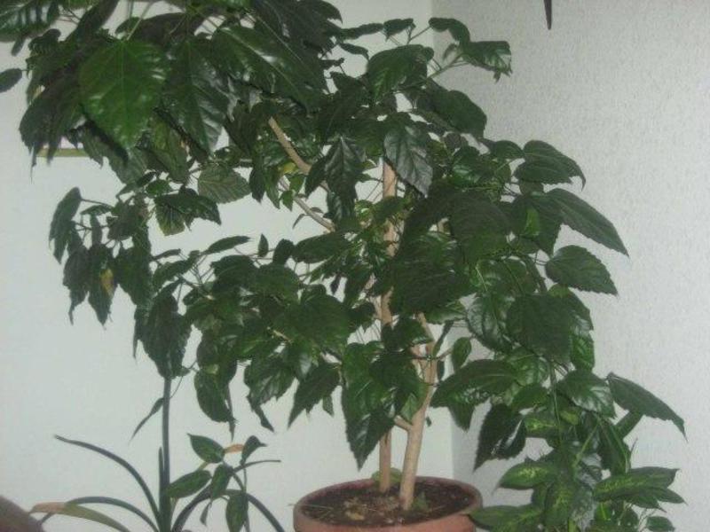 Kineska ruža ili hibiskus Kako pravilno zalijevati hibiskus