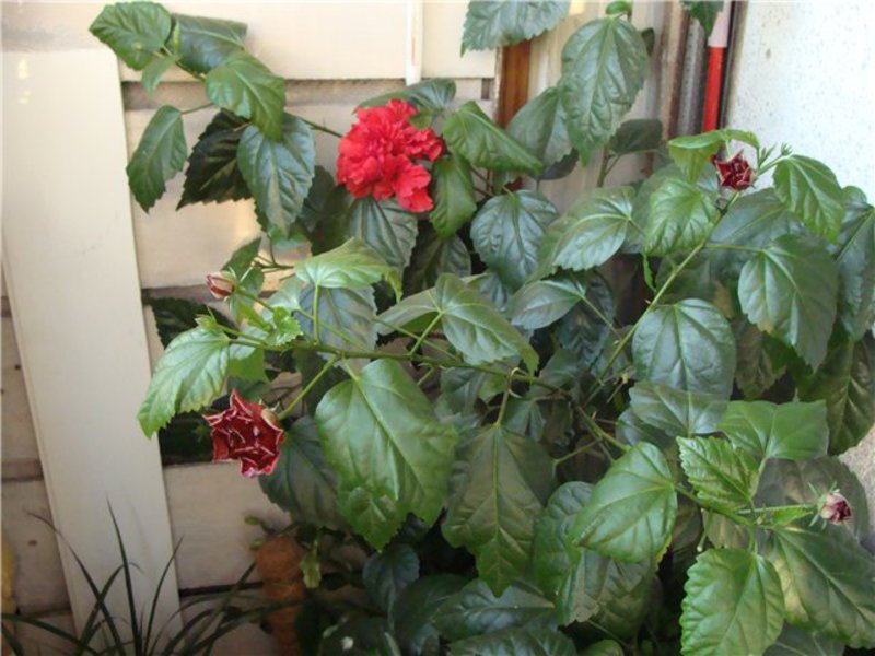 Zašto hibiskus ne cvjeta Kako se brinuti za hibiskus