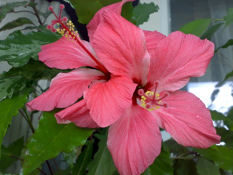 Primjer sortnih hibisusa Kineska ruža ili hibiskus