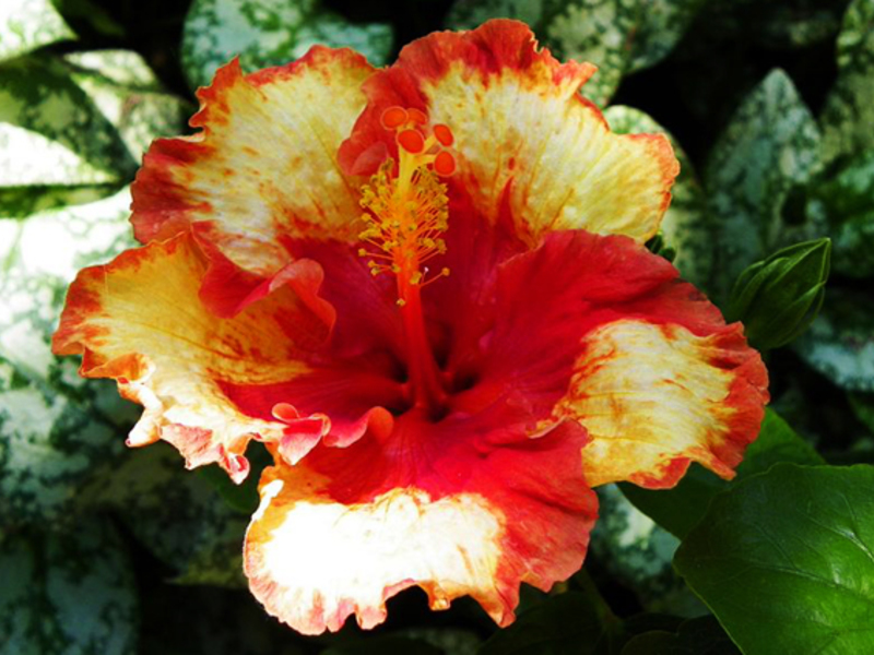 Raznolikost cvijeta hibiskusa Kako hibiskus cvjeta