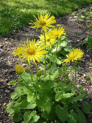 Pravila sadnje Doronicum