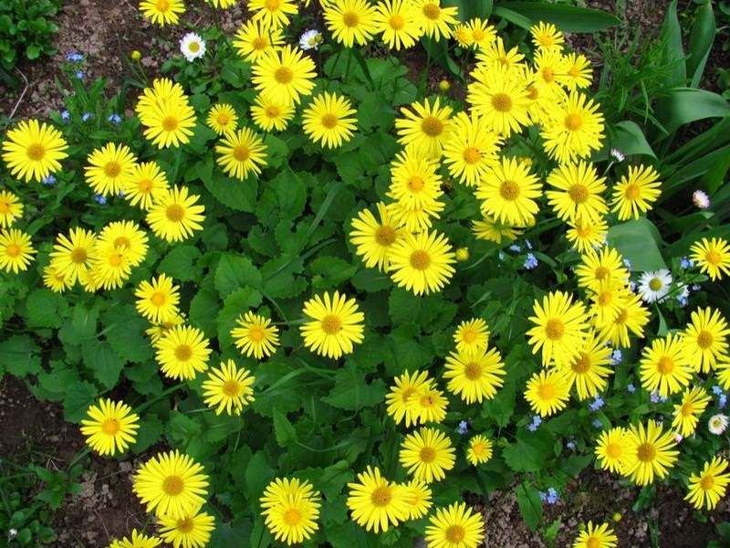 Biljne vrste doronicum