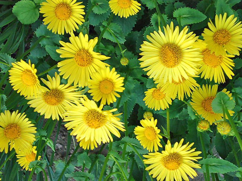 Cvijet sunca doronicum
