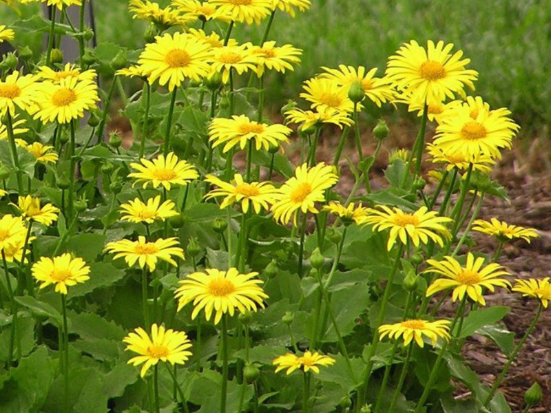 Kako izgleda doronicum?