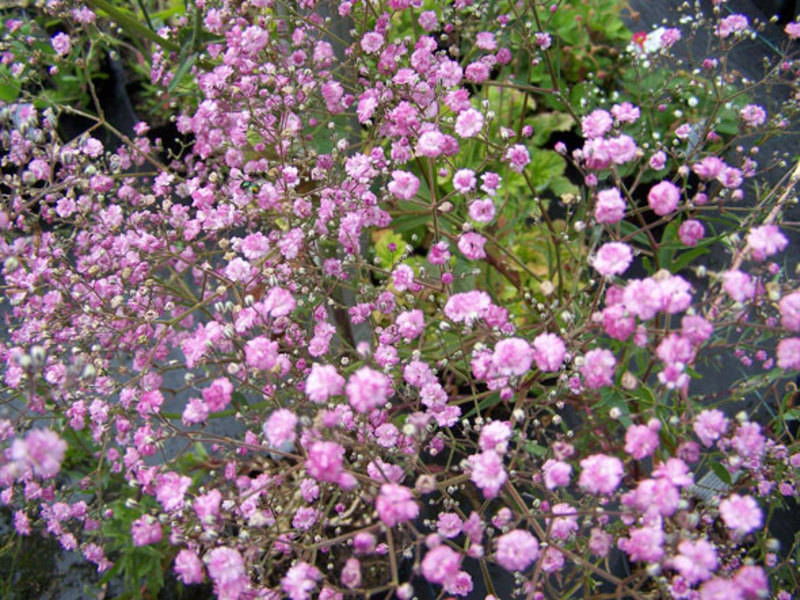 Gypsophila će ukrasiti bilo koji buket Bijelo vrtno cvijeće gipsofila