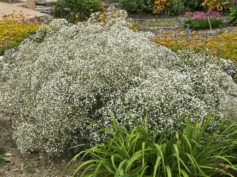 Gypsophila će ukrasiti bilo koji buket Vrtni ukras gipsofilom