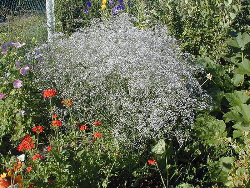 Gypsophila će ukrasiti bilo koji buket Kako se koristi gipsofila