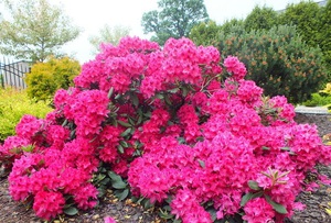 Sorte rododendrona